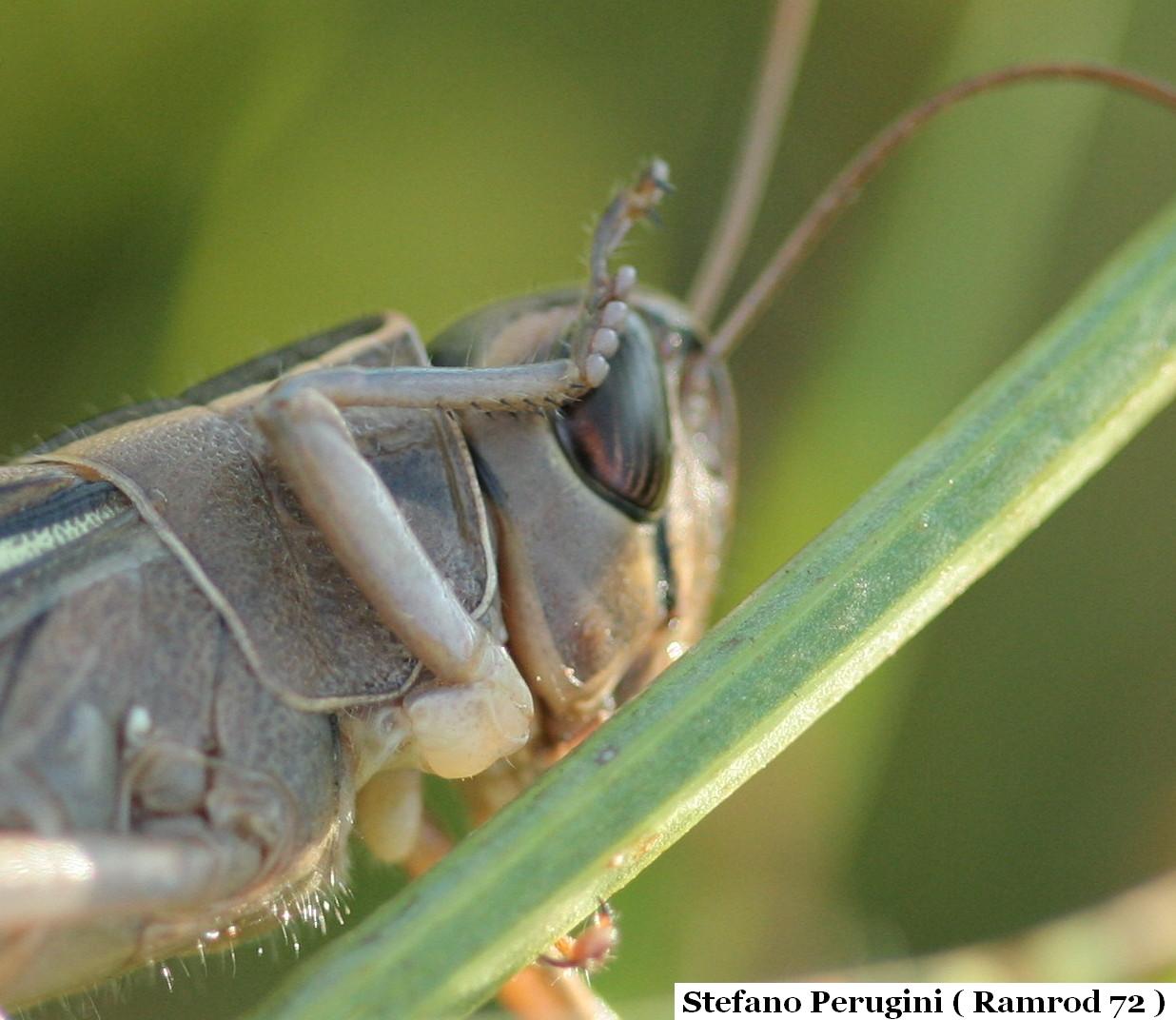 Eyprepocnemis plorans sul litorale laziale (Orthoptera)